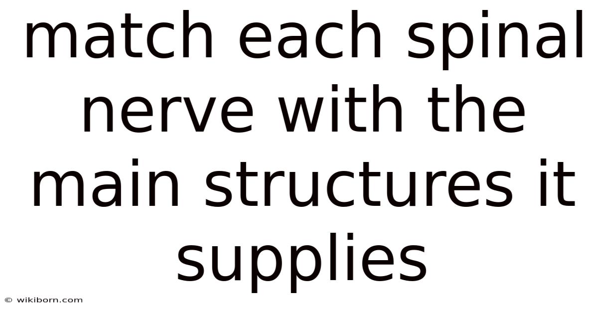 Match Each Spinal Nerve With The Main Structures It Supplies