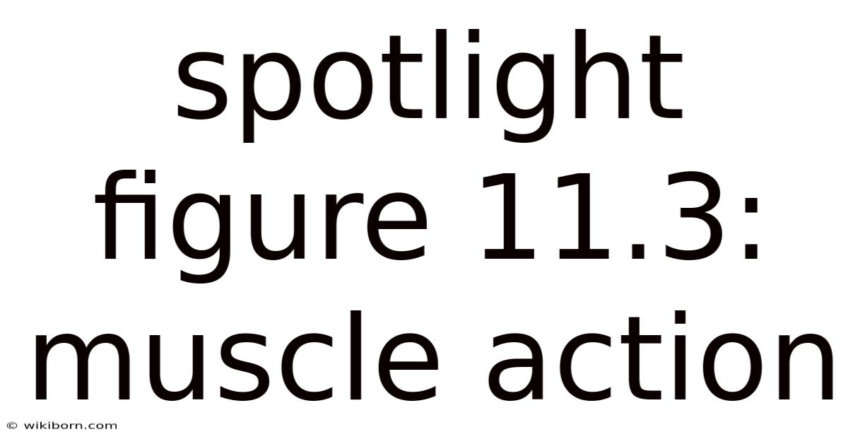 Spotlight Figure 11.3: Muscle Action