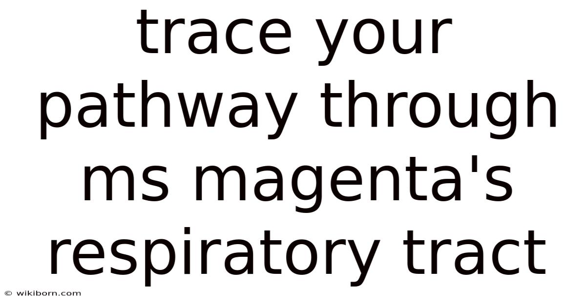 Trace Your Pathway Through Ms Magenta's Respiratory Tract