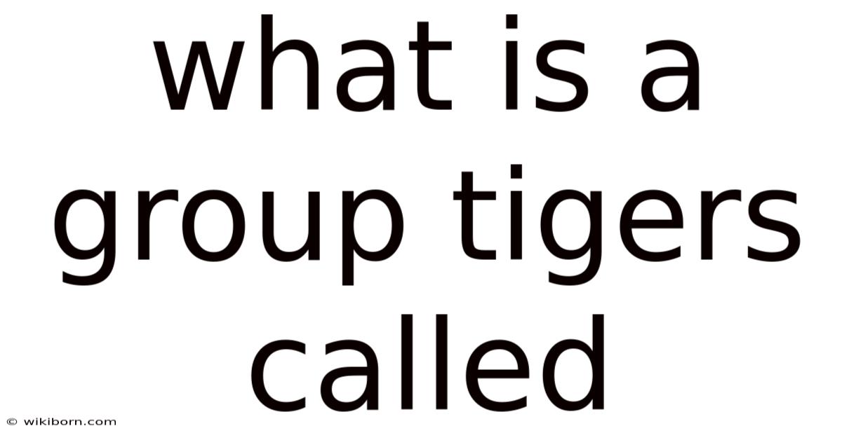 What Is A Group Tigers Called