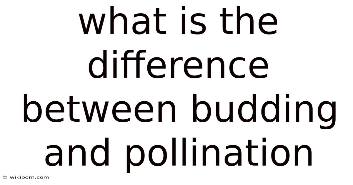 What Is The Difference Between Budding And Pollination