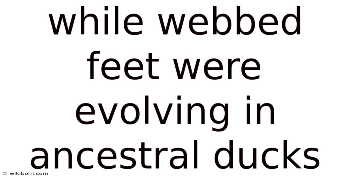 While Webbed Feet Were Evolving In Ancestral Ducks